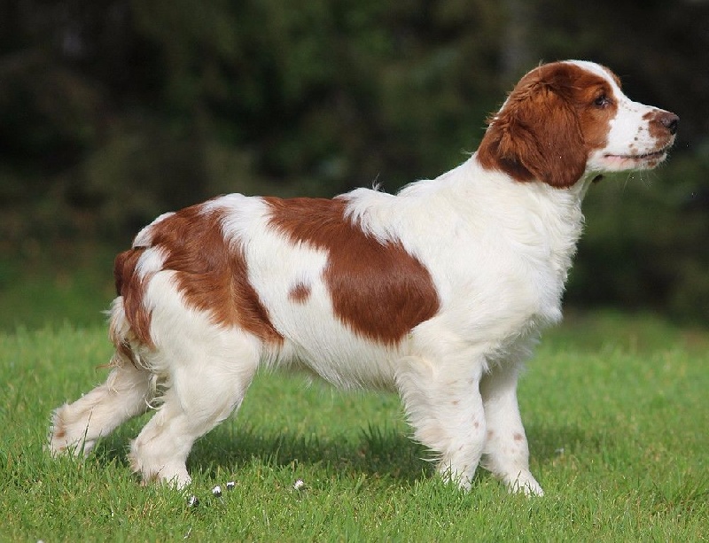 du domaine de traou martin - Welsh Springer Spaniel - Portée née le 17/10/2015