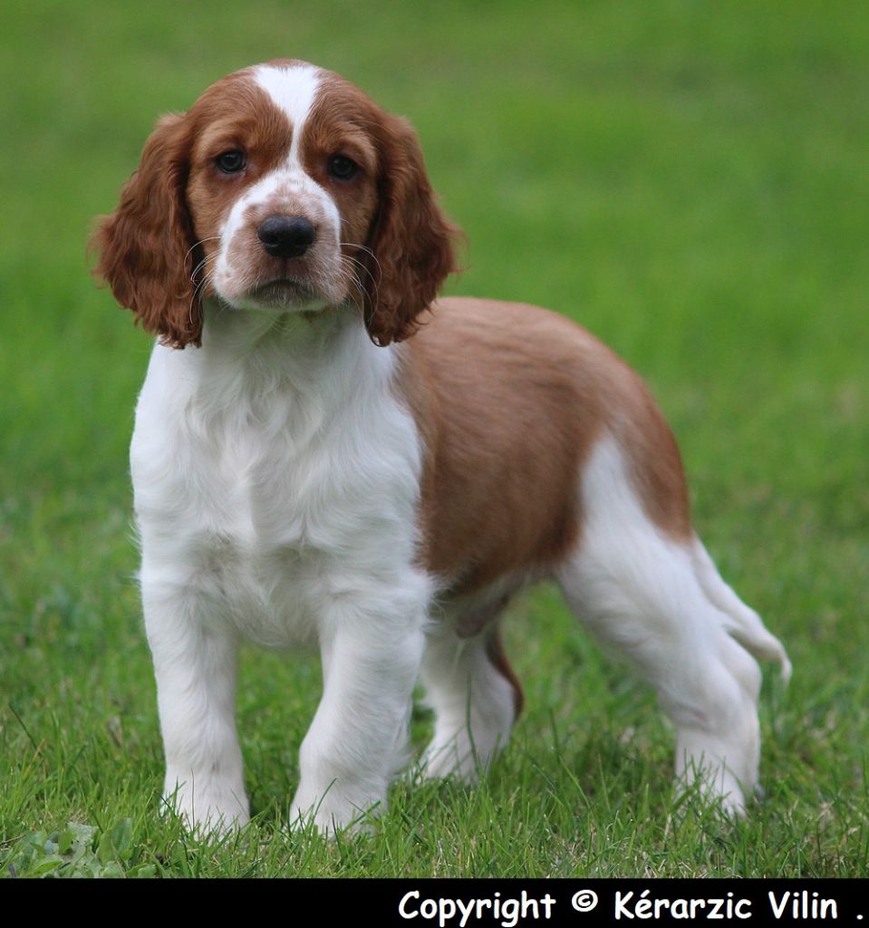 du domaine de traou martin - Welsh Springer Spaniel - Portée née le 09/09/2018